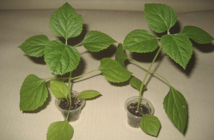 Вирощування клеродендрума Вирощування клеродендрума