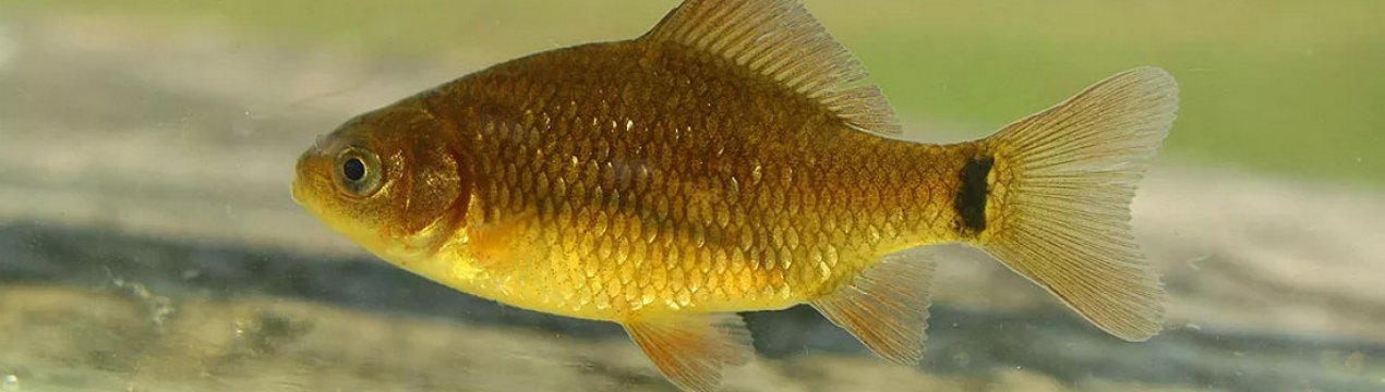 Калорійність, користь і шкода карася для організму людини