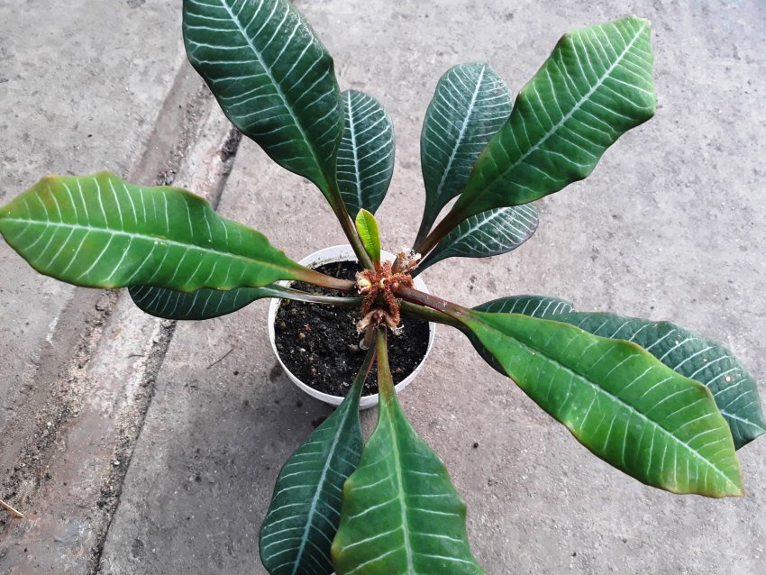 Пересадка молочаю Пересадка молочаю