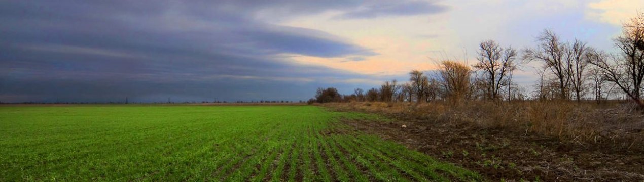 Тепла зима може завдати шкоди озимині та багаторічним насадженням України