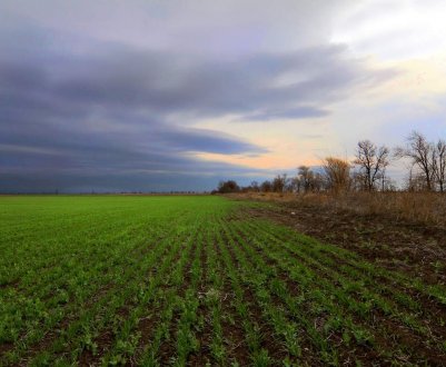 Тепла зима може завдати шкоди озимині та багаторічним насадженням України