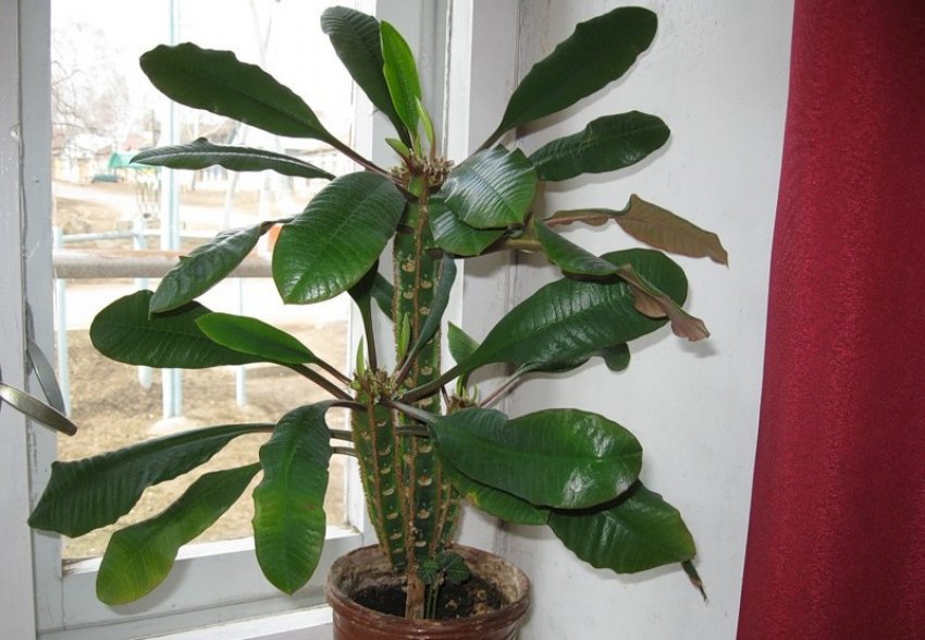 Температурний режим для молочаю ребристого Температурний режим для молочаю ребристого