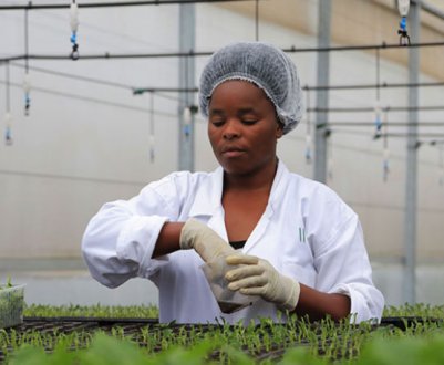 Гібридний картопель з насіння розпочнуть вирощувати в Руанді