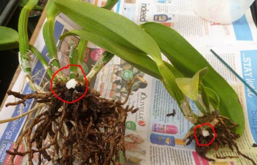 Ділення куща каттлеі