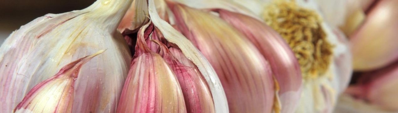 Коров накормлять часником, щоб зменшити викиди метану