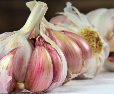 Коров накормлять часником, щоб зменшити викиди метану