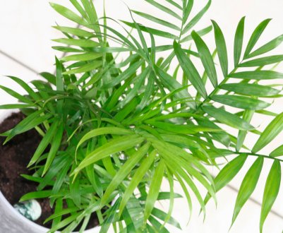 Хамедорея елеганс: як доглядати в домашніх умовах