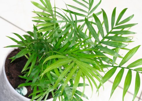 Хамедорея елеганс: як доглядати в домашніх умовах