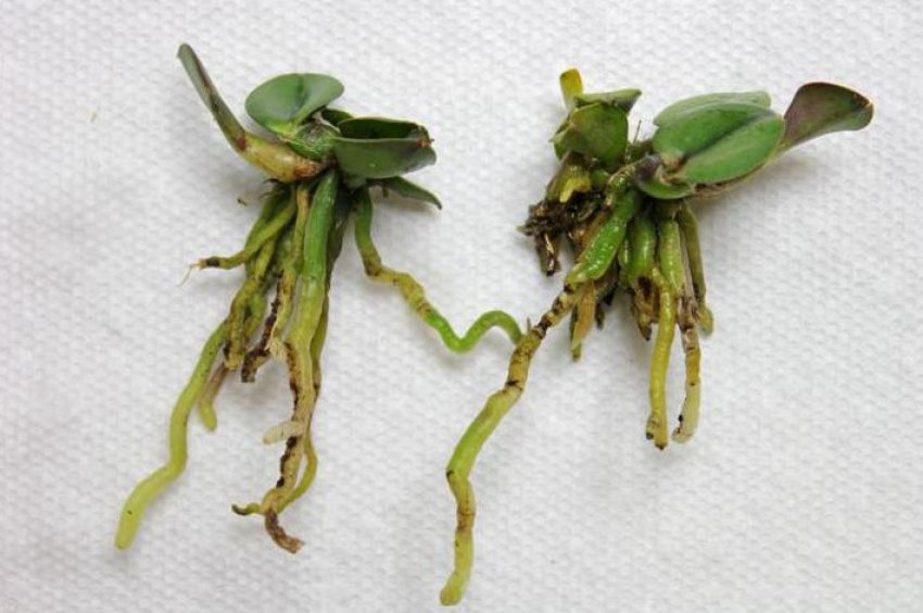 Розмноження каттлеі дітками