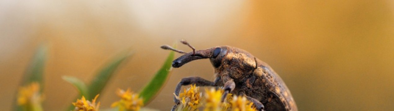 40 відсотків продовольчих культур у світі втрачаються через шкідників