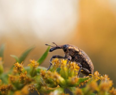 40 відсотків продовольчих культур у світі втрачаються через шкідників
