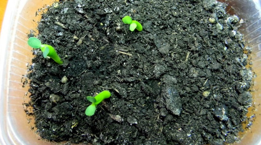 Сходи молочаю