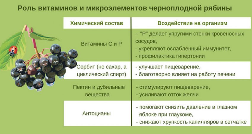 Что можно посадить рядом с черноплодной рябиной. Смотреть фото Что можно посадить рядом с черноплодной рябиной. Смотреть картинку Что можно посадить рядом с черноплодной рябиной. Картинка про Что можно посадить рядом с черноплодной рябиной. Фото Что можно посадить рядом с черноплодной рябиной