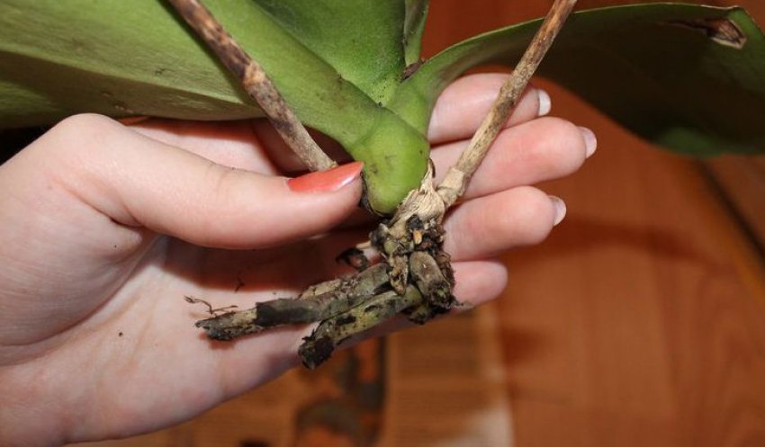 Коренева гниль