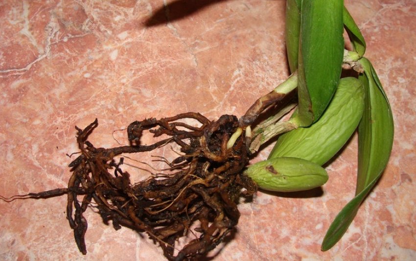 Поганий ріст коренів