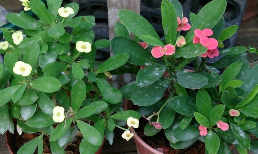 Молочай Миля