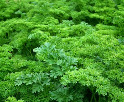 LG представляє розумну теплицю для вирощування овочів і зелені на кухні