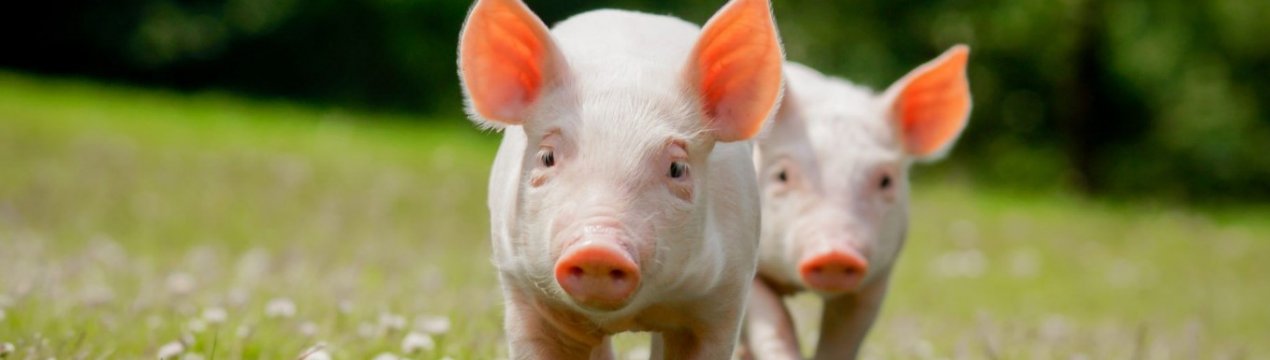 Польща запускає інноваційний проект з вирощування свиней