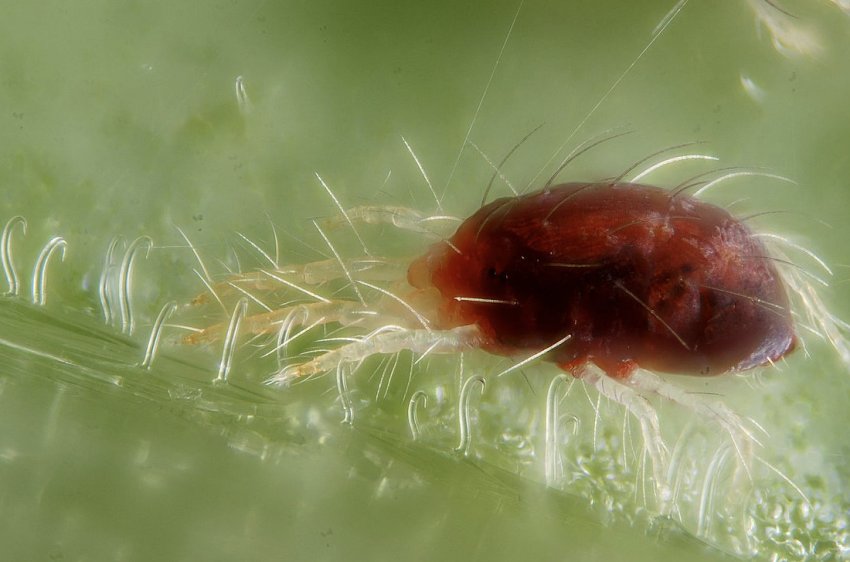 Павутинний кліщ Павутинний кліщ