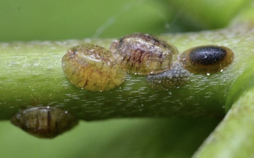 Щитівка Щитівка