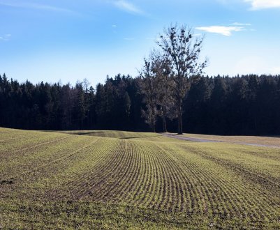Забайкалля збільшує посівні площі за рахунок залежних земель