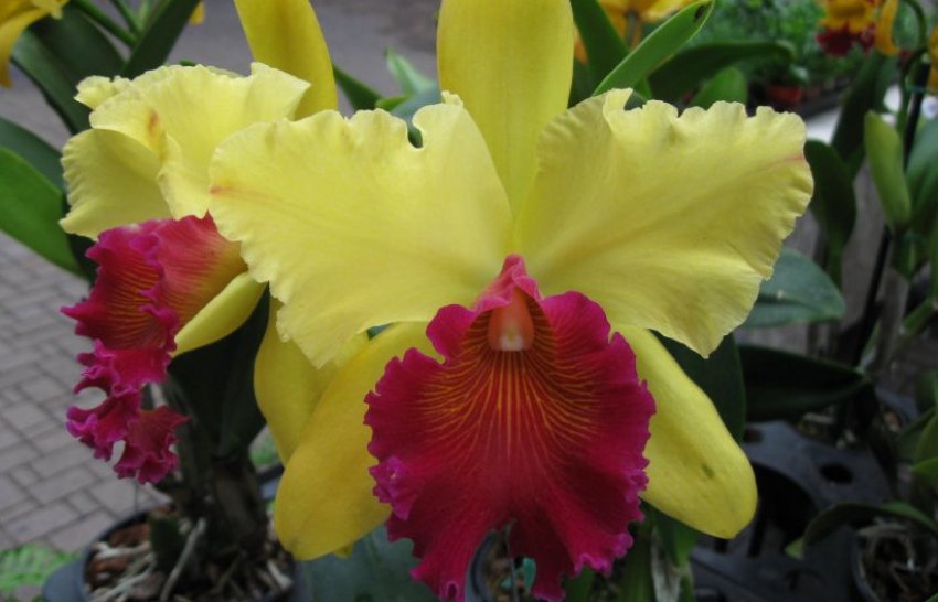 Каттлея губата