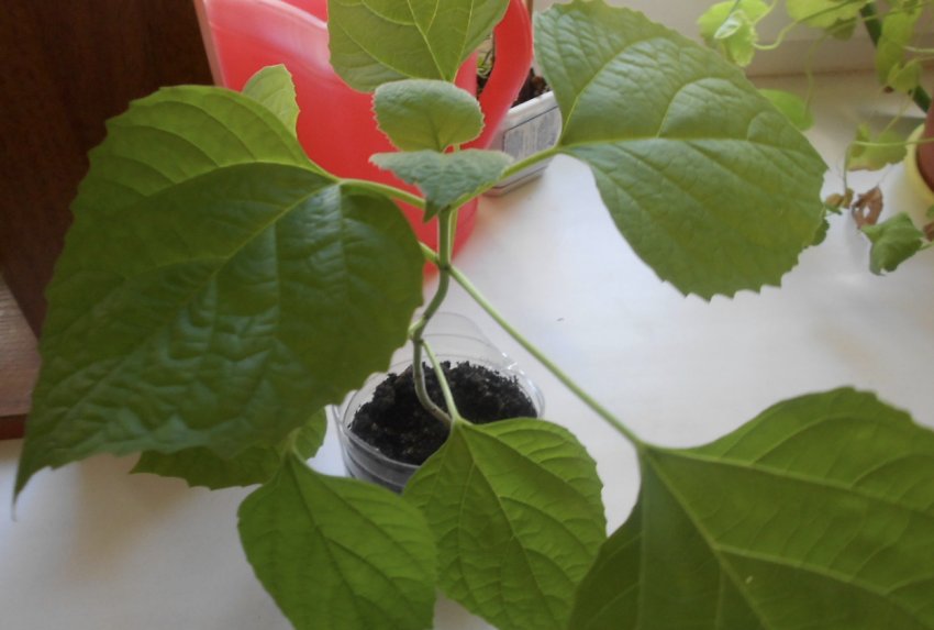 Клеродендрум Клеродендрум