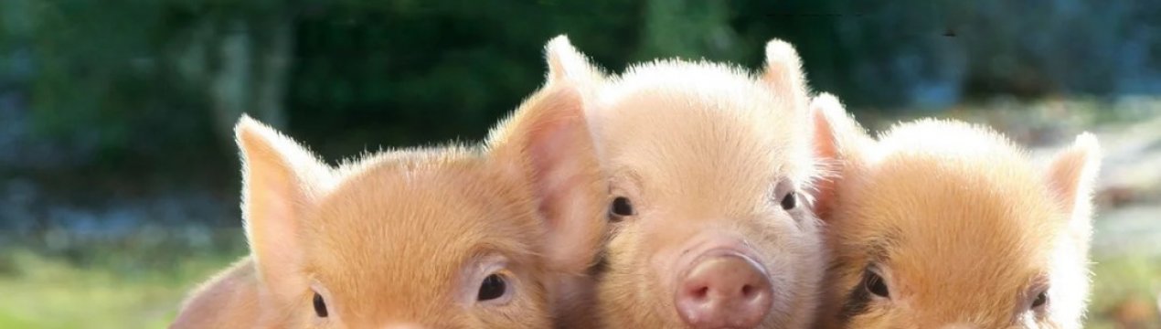 В Україні скорочується поголів'я свиней