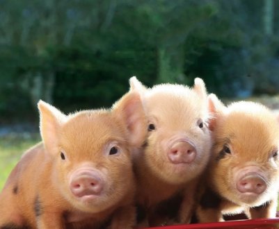В Україні скорочується поголів'я свиней
