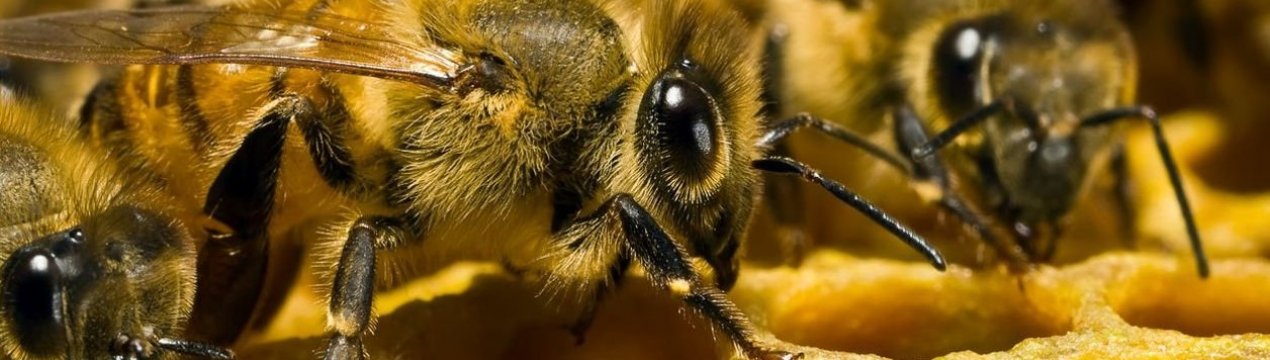 Австрійські розробники полегшують життя бджолярів