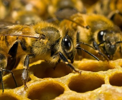 Австрійські розробники полегшують життя бджолярів