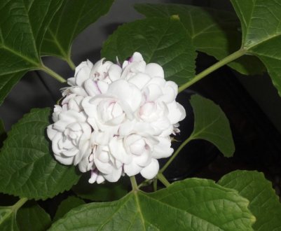 Клеродендрум філіппінський: догляд в домашніх умовах