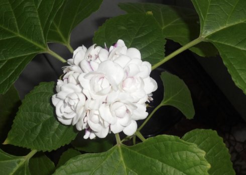 Клеродендрум филиппинский: уход в домашних условиях