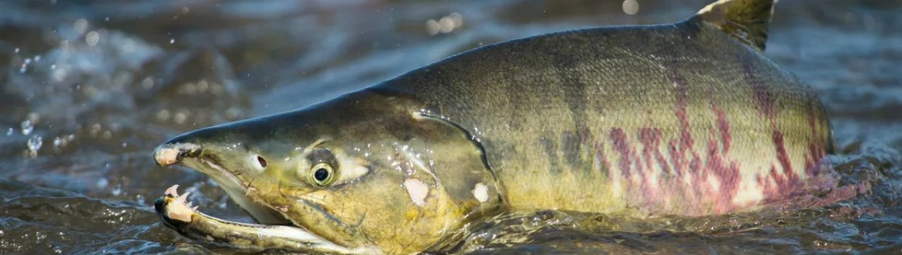 Як правильно чистити кету