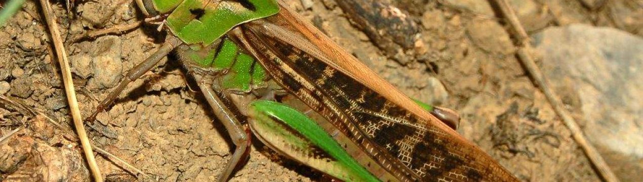 Саранча доїдає основні культури на заході Індії