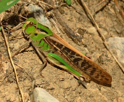 Саранча доїдає основні культури на заході Індії