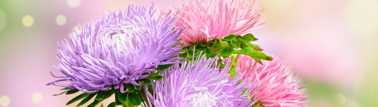 Собираем семена астр правильно