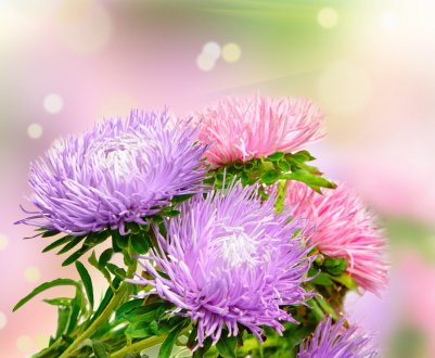 Собираем семена астр правильно