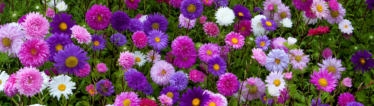 Сім'я астр: правильна посадка