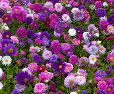 Сім'я астр: правильна посадка