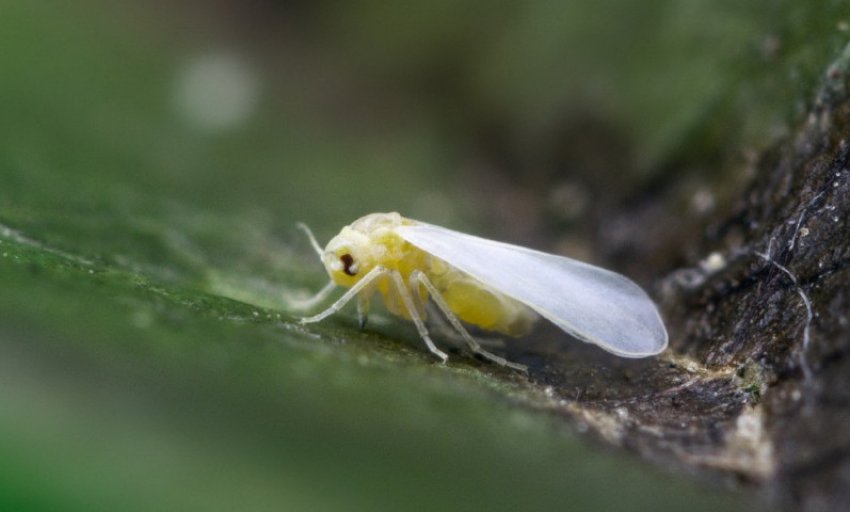 Білокрилка