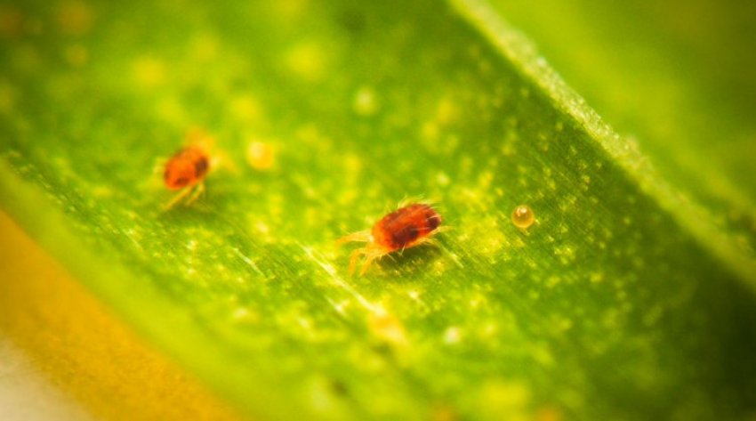 Павутинний кліщ