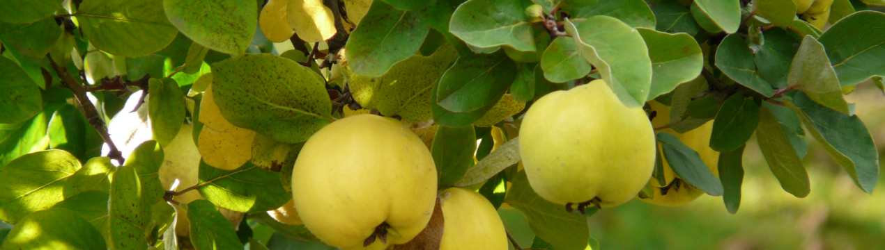 Яблуня японська: збір, зберігання та переробка плодів