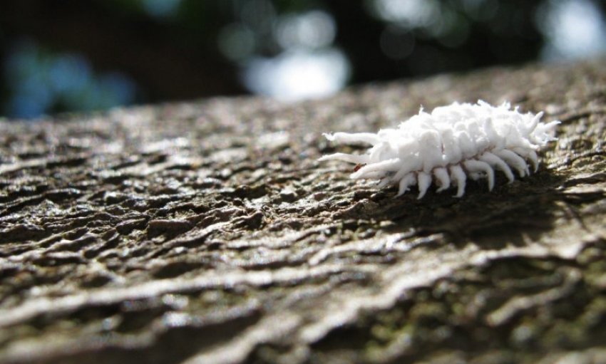 Борошнистий червець