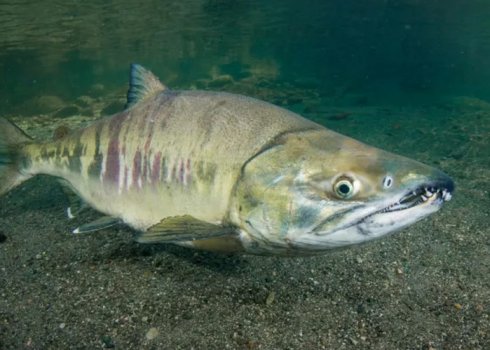 Польза и вред кеты для организма, её состав и калорийность