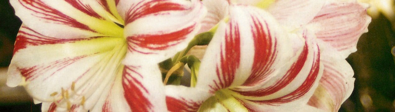 Особливості вирощування та догляду гиппеаструма в домашніх умовах