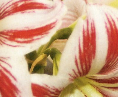 Особливості вирощування та догляду гиппеаструма в домашніх умовах