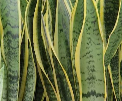 Сансевієрія ширина: догляд в домашніх умовах