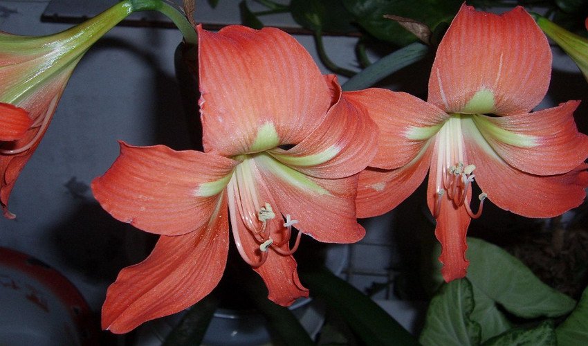 Гиппеаструм