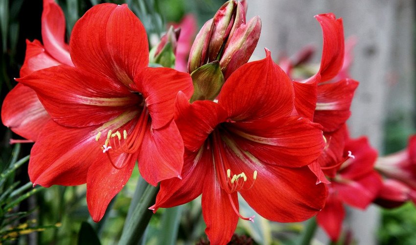 Гиппеаструм